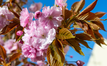 Pink Japanese Cherry with full flowers