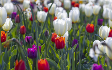 Blooming tulips on the flower discount