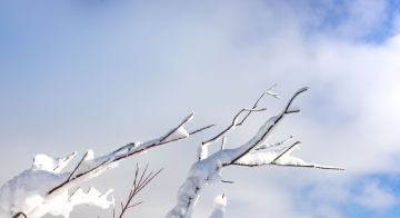 Snow on Branches, winter banner.