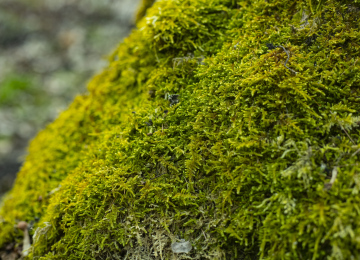 Green moss, forest litter