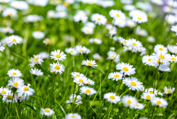 White daisies on the lawn