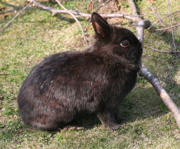 Black Rabbit