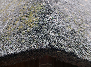 Thatch On The Roof