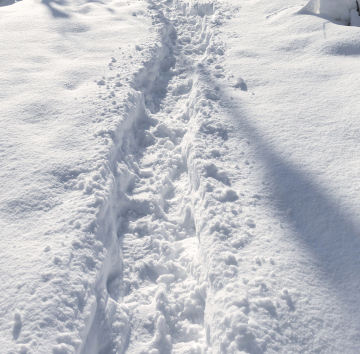 A path trampled in fresh snow and traces.