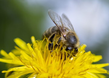 A bee on a yellow dandelion.
