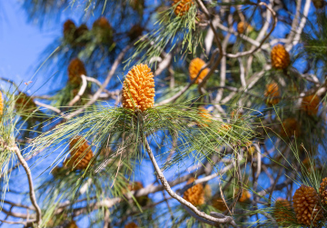 Canary Pine, coniferous tree