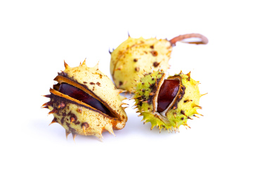 Horse chestnut fruits and seeds