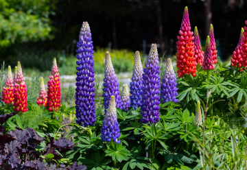 Lupine blooming in the garden