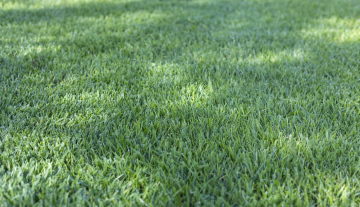 Green grass, texture