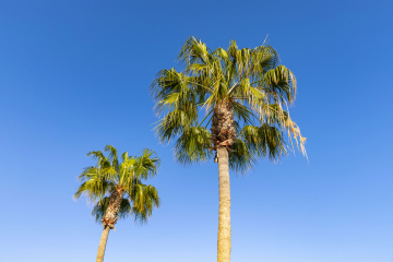 Two palm trees stock photo