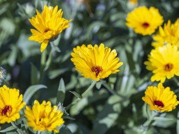 Marigold, yellow flowers