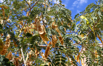 Dry Seeds on a Deciduous Tree