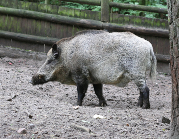 A lonely boar