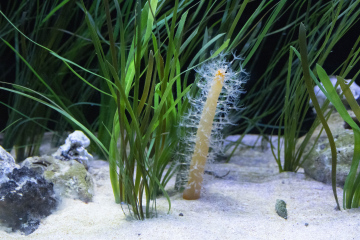 Aquatic Plants in the Oceanarium