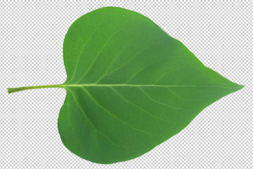 Green leaf, PNG, transparent background, free