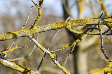 Branches with lichen