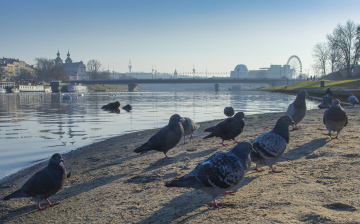 Pigeons on the Vistula River
