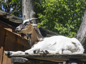 Goat resting in the sun