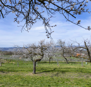 Apricot Orchard In Spring