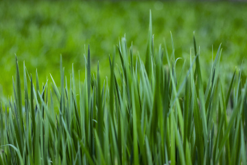 Young Clump Of Grass