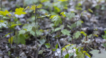 Young self-seeders of Norway maples