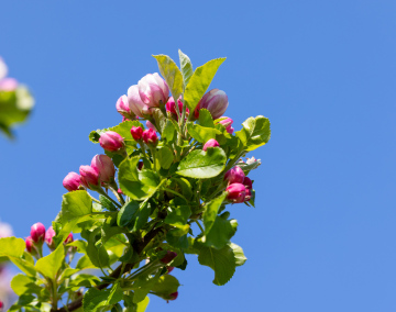 Apple Blossom. Flowering fruit tree. High resolution image.