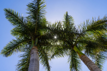 Tall Palms and the Sun.