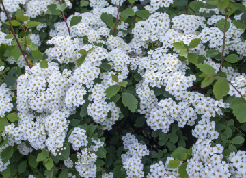 Tawuła with tiny white flowers