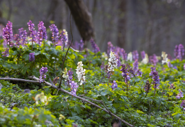 Spring in the Forest and flowering plants under the trees