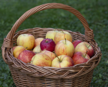 Apples in a Basket Basket