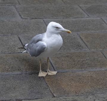 Seagull on Stone Pavement