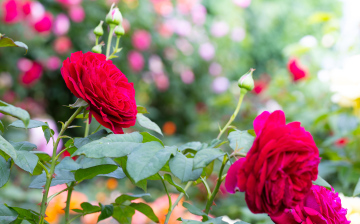 Roses in the Garden