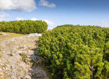 Mountain Pine in the Landscape