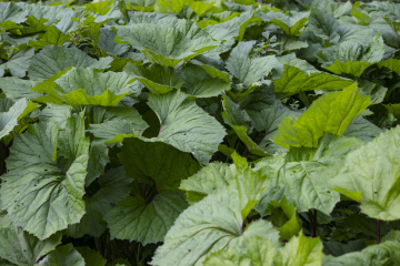 Green Leaves of Burdock