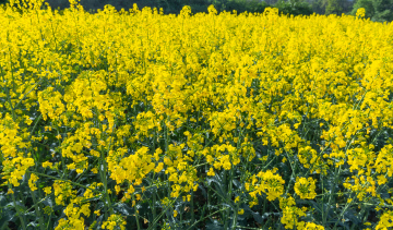 Blooming rapeseed, farmland, stock photo
