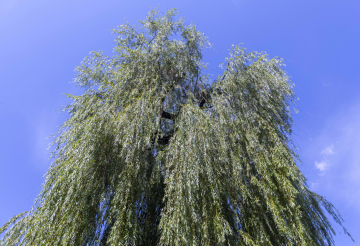 Weeping willow