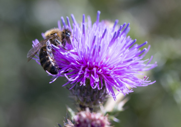 Blooming thistle and a bee