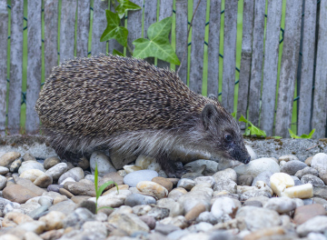 Hedgehog on stones