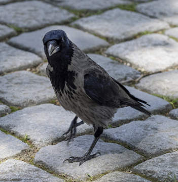 The crow on the sidewalk