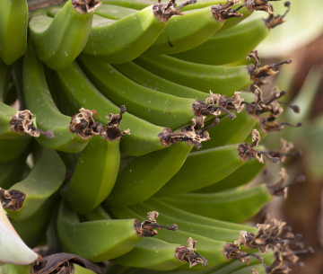 Green Bananas at the Plantation