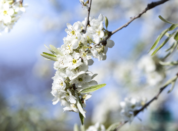 Weeping willowleaf pear