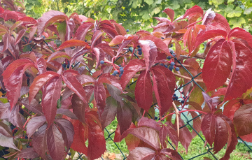 Red Leaves Of Wild Wine In Autumn