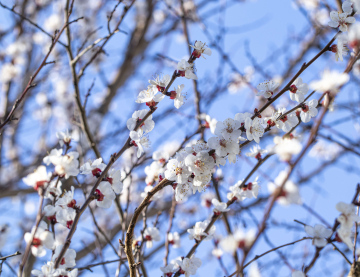 Apricot Tree with Flowers
