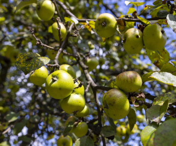 Apples, wild apple tree