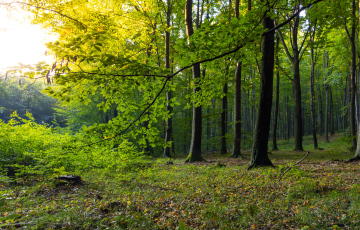 Deciduous forest free image