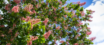 Blooming horse chestnut