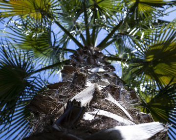 Palm tree trunk