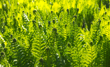 Fern Leaves high resolution photo