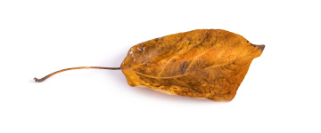 Dry leaf on a white background