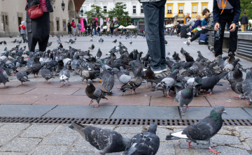 Pigeons in the Market Square in Krakow